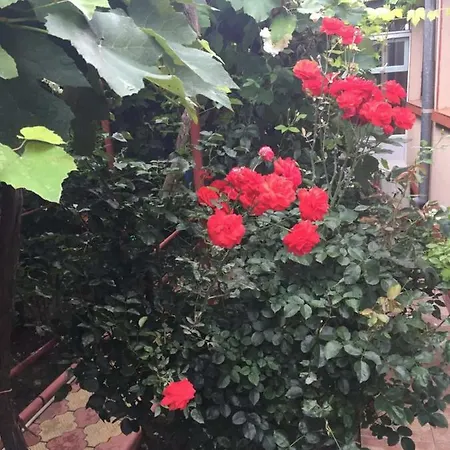 בית הארחה Amalia House