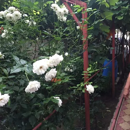 Amalia House בית הארחה